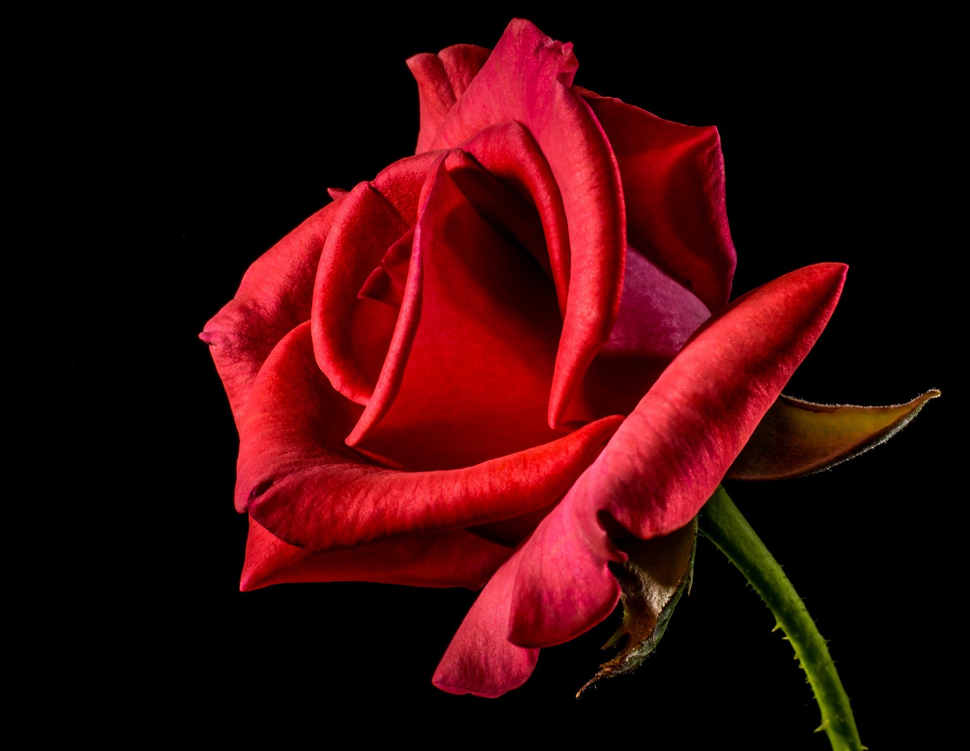Wer bin ich? Eine rote Rose!